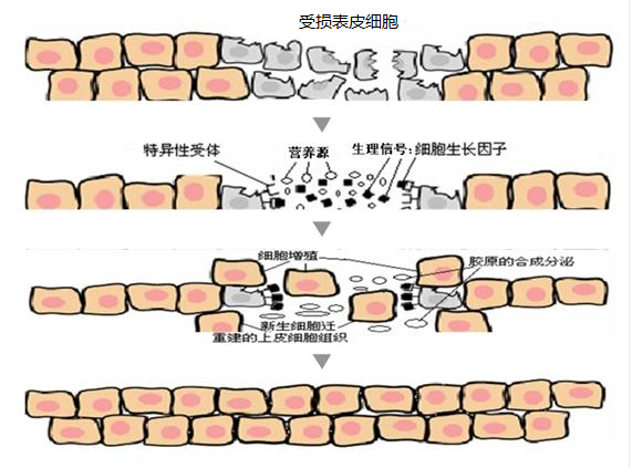 护肤品中生长因子的作用