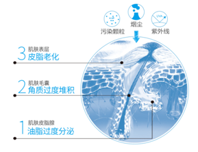皮肤层